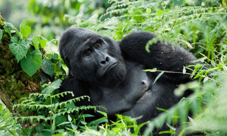 How hard is Gorilla Trekking in Uganda, Rwanda and DR Congo