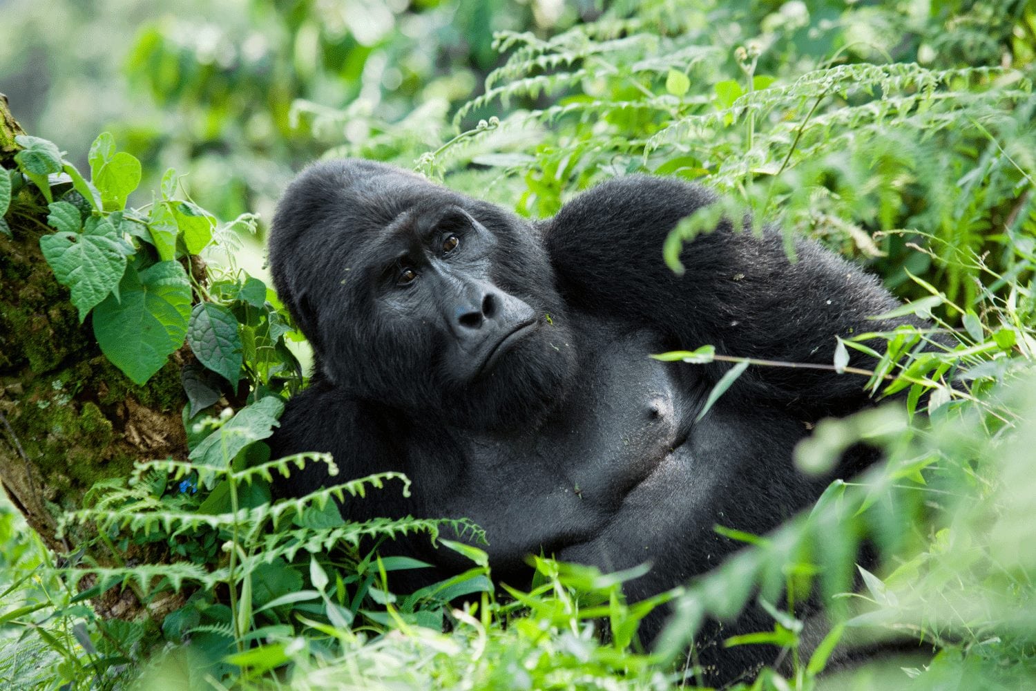 Gorilla habituation in Uganda