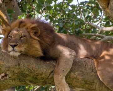 4 Days Queen Elizabeth Wildlife and Chimpanzee trekking tour