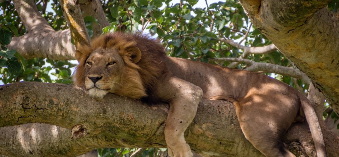 4 Days Queen Elizabeth Wildlife and Chimpanzee trekking tour