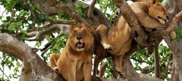 Tree Climbing Lions in Uganda