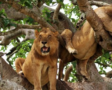 3 Days Queen Elizabeth National Park tour