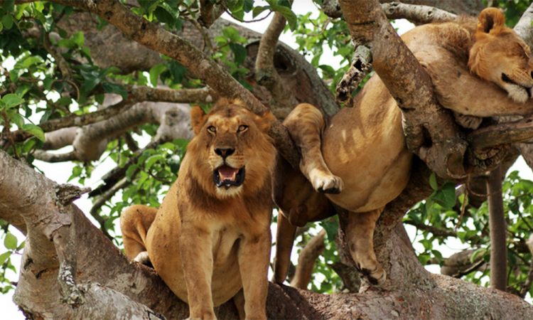 Tree Climbing Lions in Uganda