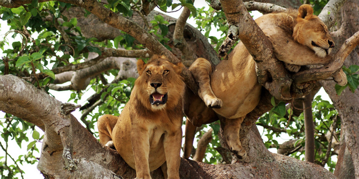 Tree Climbing Lions in Uganda