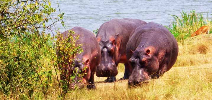 3 Days Queen Elizabeth National Park tour