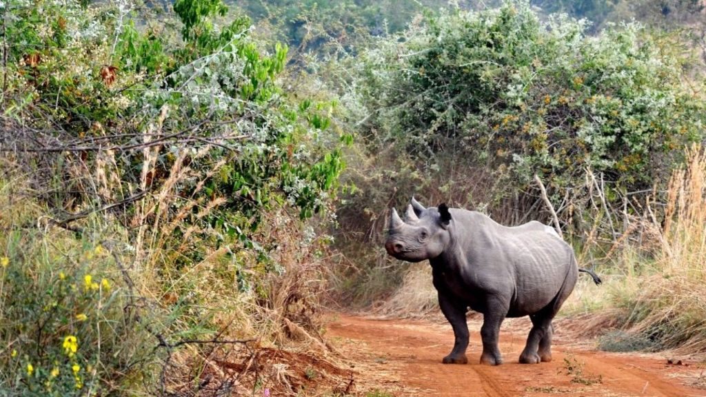 Rhinos in Akagera National Park