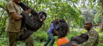 Sekwenkwe Gorilla Orphanage