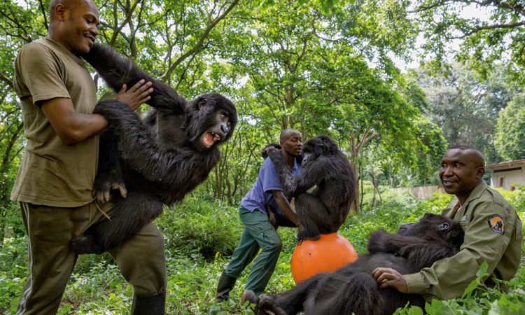 Sekwenkwe Gorilla Orphanage