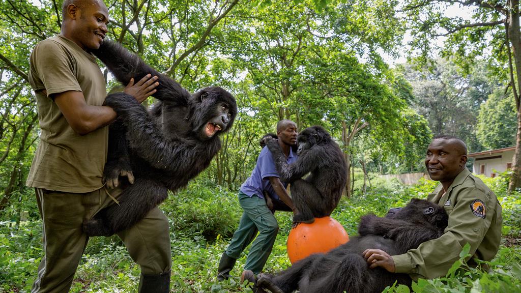 Sekwenkwe Gorilla Orphanage