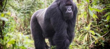 10 Facts About Gorillas