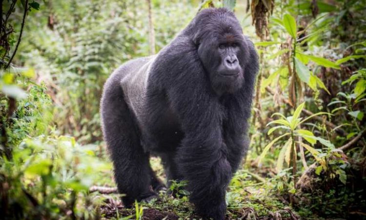 10 Facts About Gorillas