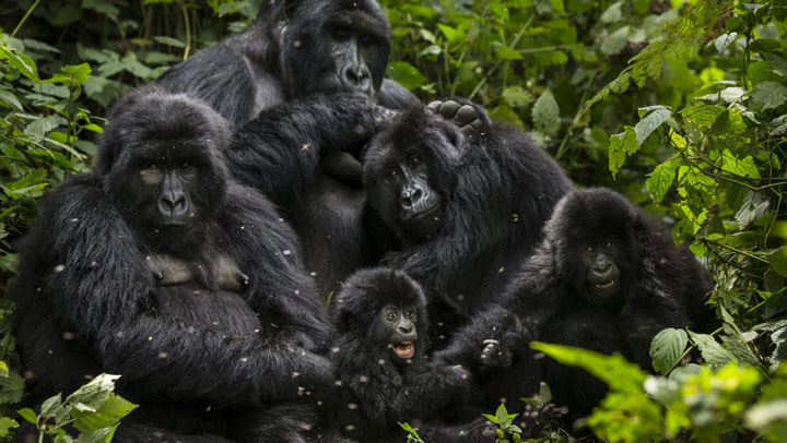 10 Facts About Gorillas