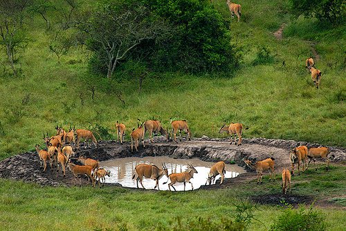 2 Days Lake Mburo National Park Safari