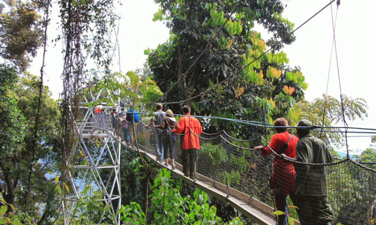 6 days Nyungwe and Volcanoes National Park Safari
