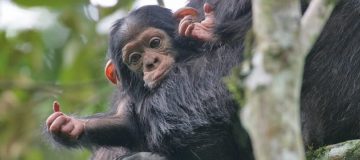 Chimpanzee Trekking in Nyungwe