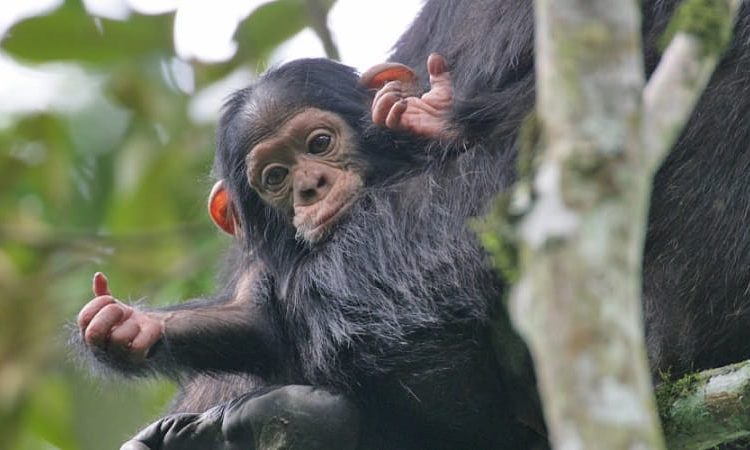 Chimpanzee Trekking in Nyungwe