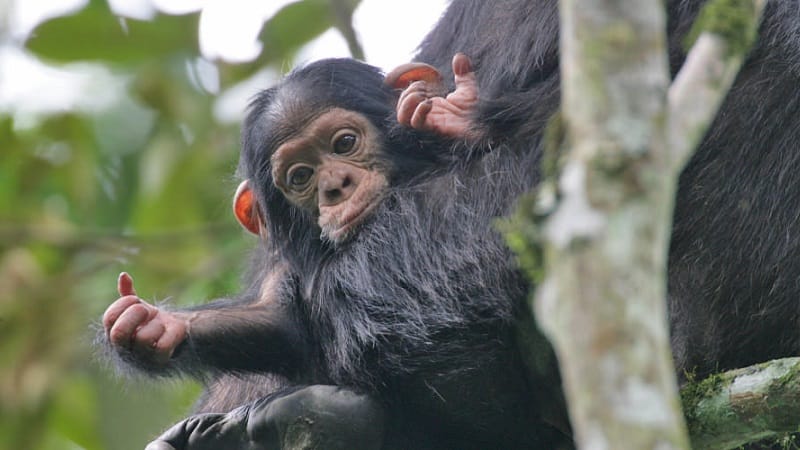 Chimpanzee trekking permit in Rwanda
