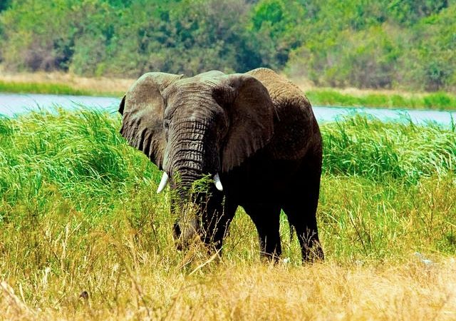 Activities in Akagera National Park