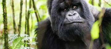 Facts about Virunga National Park