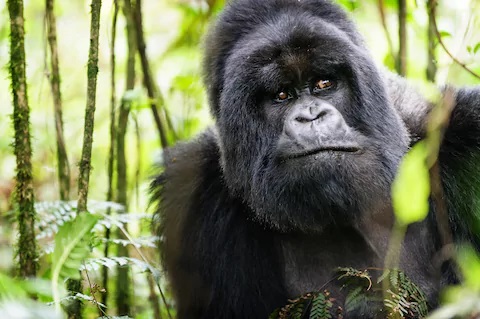 Facts about Virunga National Park