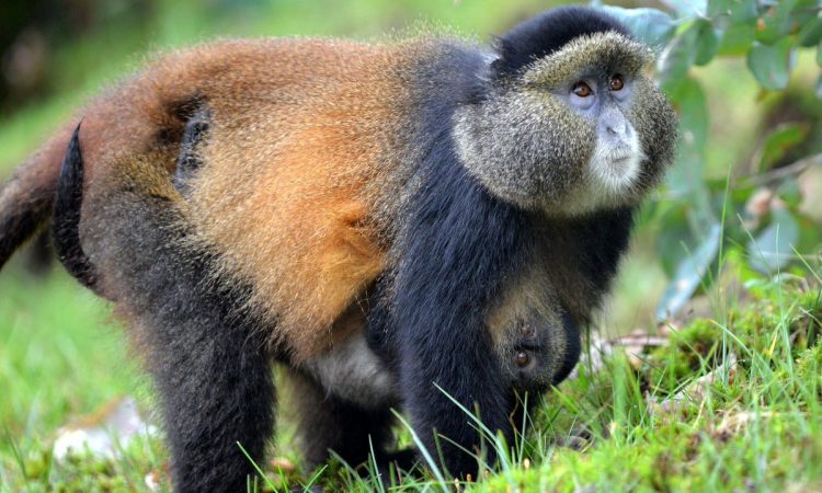 6 Facts About Golden Monkeys