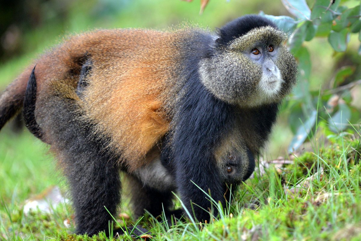 6 Facts About Golden Monkeys | rwanda golden monkey treks