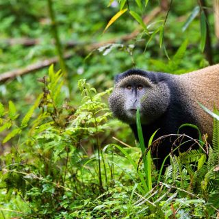 6 Facts About Golden Monkeys