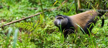 6 Facts About Golden Monkeys