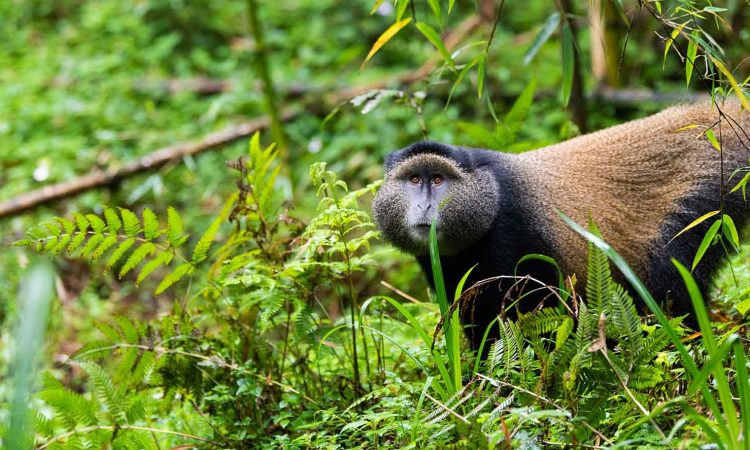 6 Facts About Golden Monkeys