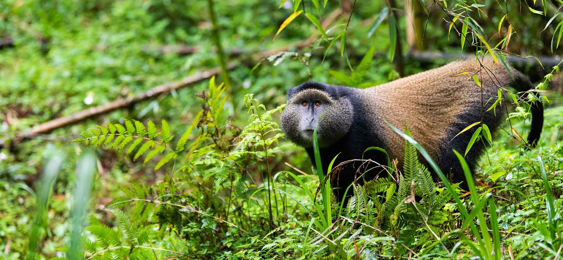 6 Facts About Golden Monkeys