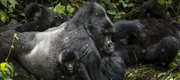 How gorilla Families work