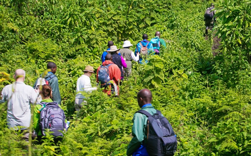 Hiking Mount Karisimbi