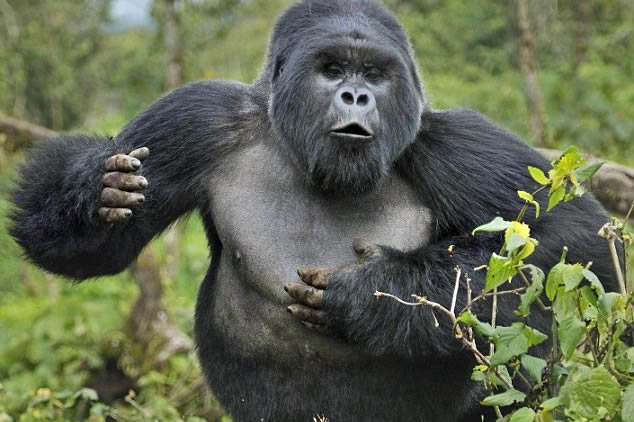 Lowland Gorillas vs Mountain Gorillas