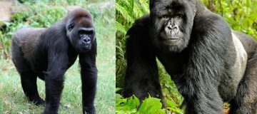Lowland Gorillas vs Mountain Gorillas