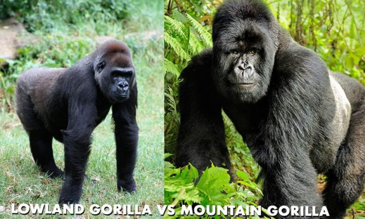 Lowland Gorillas vs Mountain Gorillas