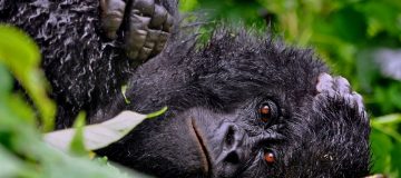 Best time to Visit Virunga National Park