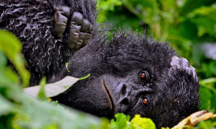 Best time to Visit Virunga National Park