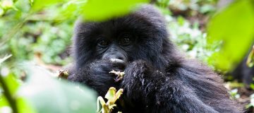 4 Days Bwindi and Rwanda Gorilla Habituation Safari