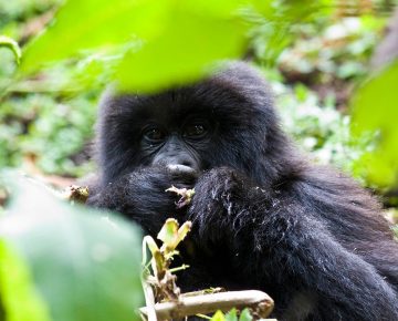 4 Days Bwindi and Rwanda Gorilla Habituation Safari