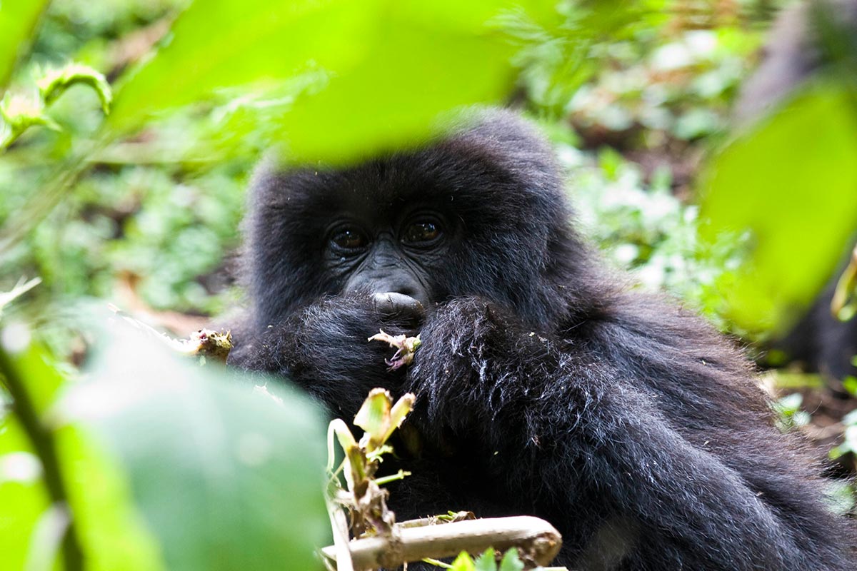 Gorilla trekking sectors in Bwindi National Park