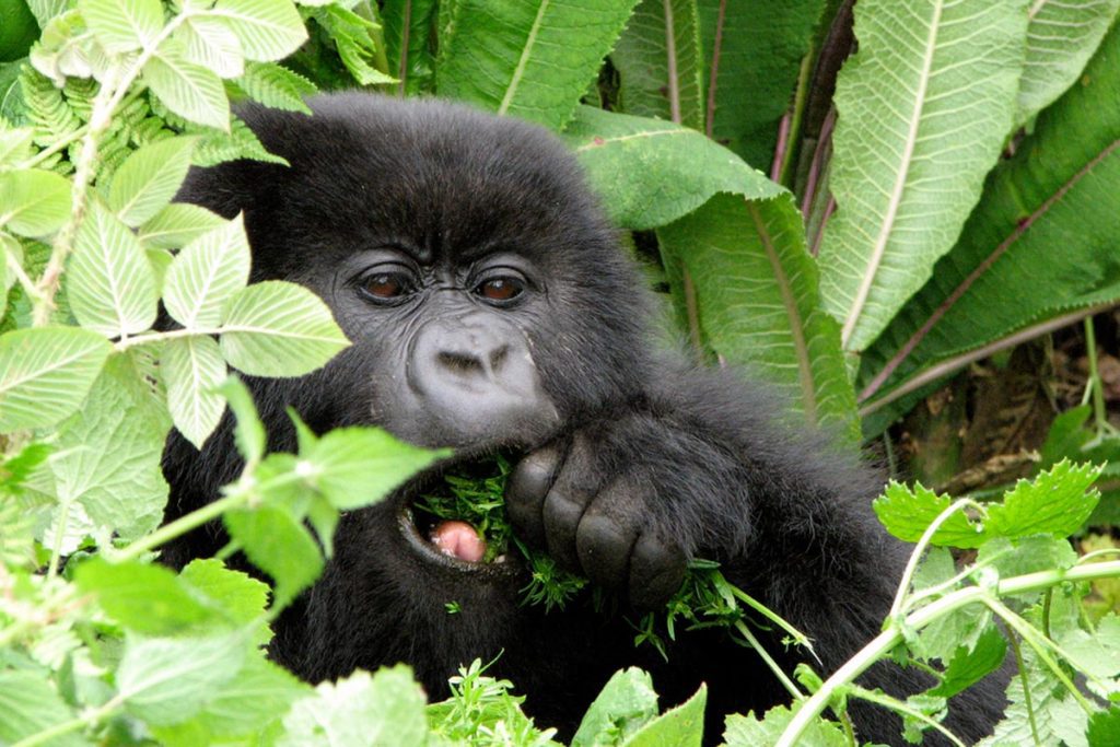 Rwanda Tour Packages