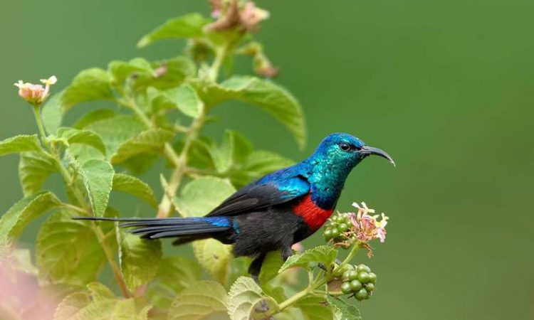 Birding in Rwanda