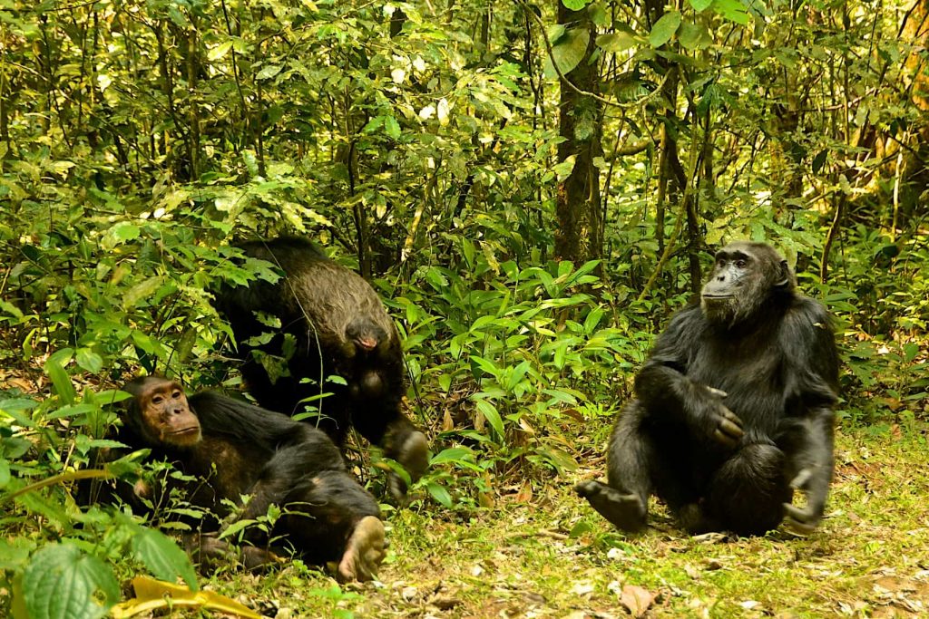 Chimpanzee Trekking in Nyungwe