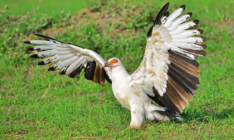 Birding in Rwanda