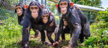 Lwiro chimpanzee sanctuary