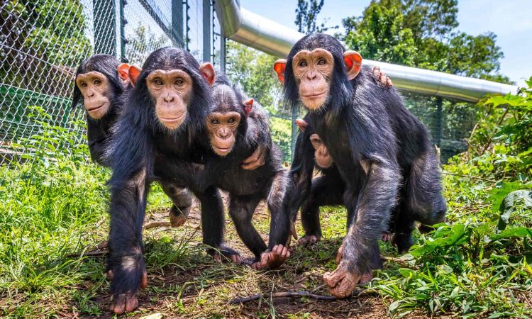 Lwiro chimpanzee sanctuary