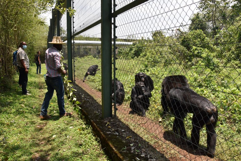 Lwiro chimpanzee sanctuary