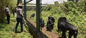 Lwiro chimpanzee sanctuary