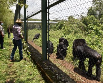 17 Days Uganda, Rwanda & Kahuzi Biega Safari