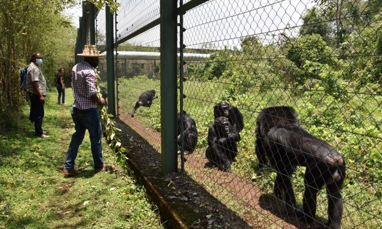 Lwiro chimpanzee sanctuary